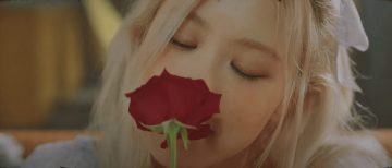 rose gone 2814793 scaled 1