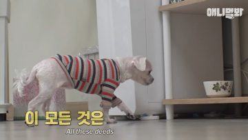 Why does a dog slow motion only when he goes to drink water23414 1024x577