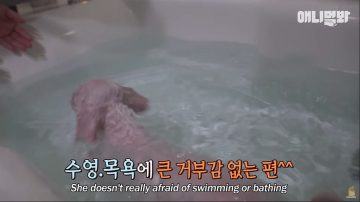 Why does a dog slow motion only when he goes to drink water23412 1024x576