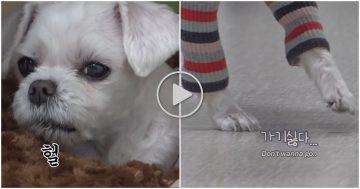 Why does a dog slow motion only when he goes to drink water2347 scaled 1
