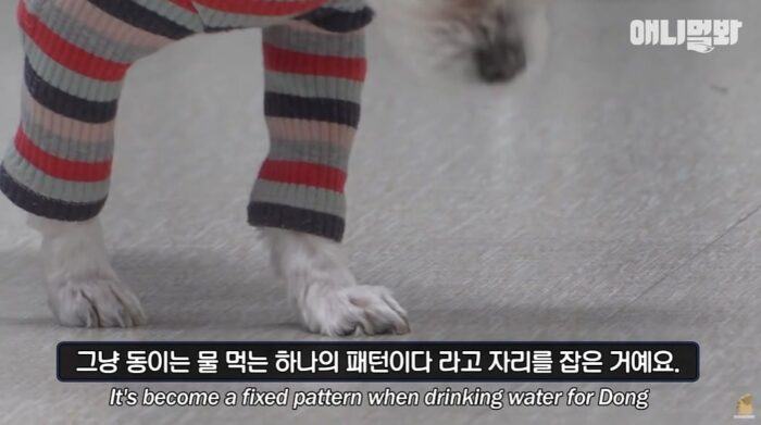 Why does a dog slow motion only when he goes to drink water2346 1024x572