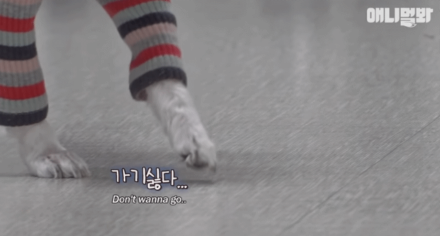 Why does a dog slow motion only when he goes to drink water2343