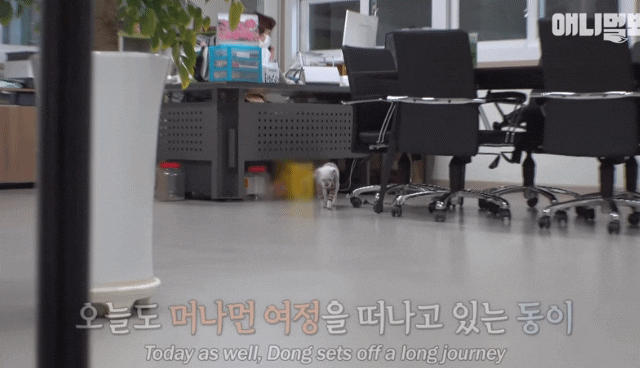 Why does a dog slow motion only when he goes to drink water2342