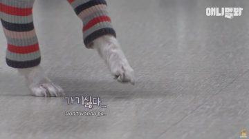 Why does a dog slow motion only when he goes to drink water2341 1024x575
