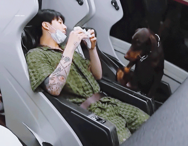 jungkook bts Jungkook and Lisa's dobermans