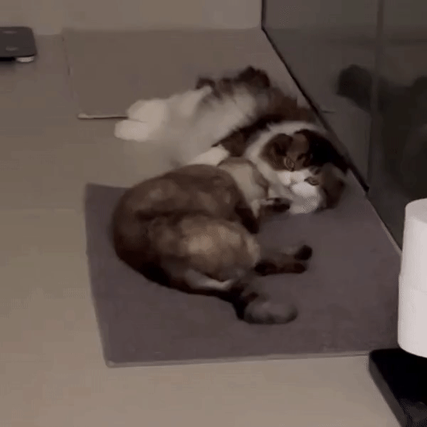 Park Shin Hye cats