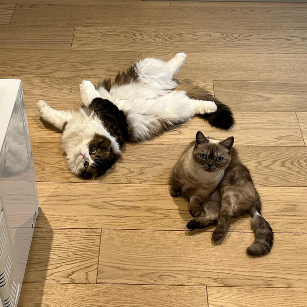 Park Shin Hye cats