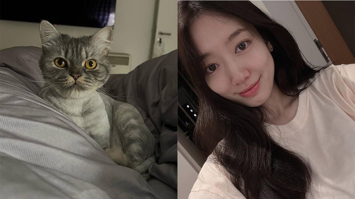 Park Shin-hye's cat