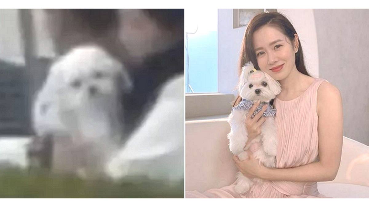 Son Ye-jin's dog
