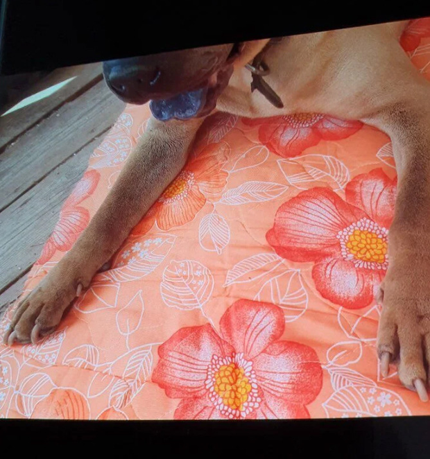 gaho