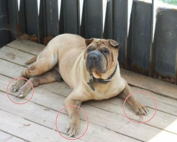 gaho