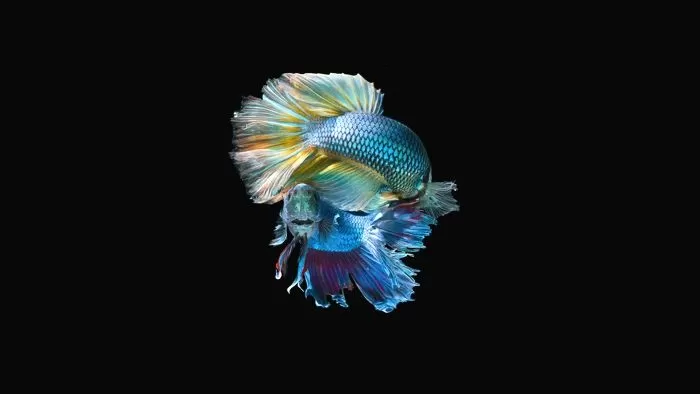 the-little-mermaid