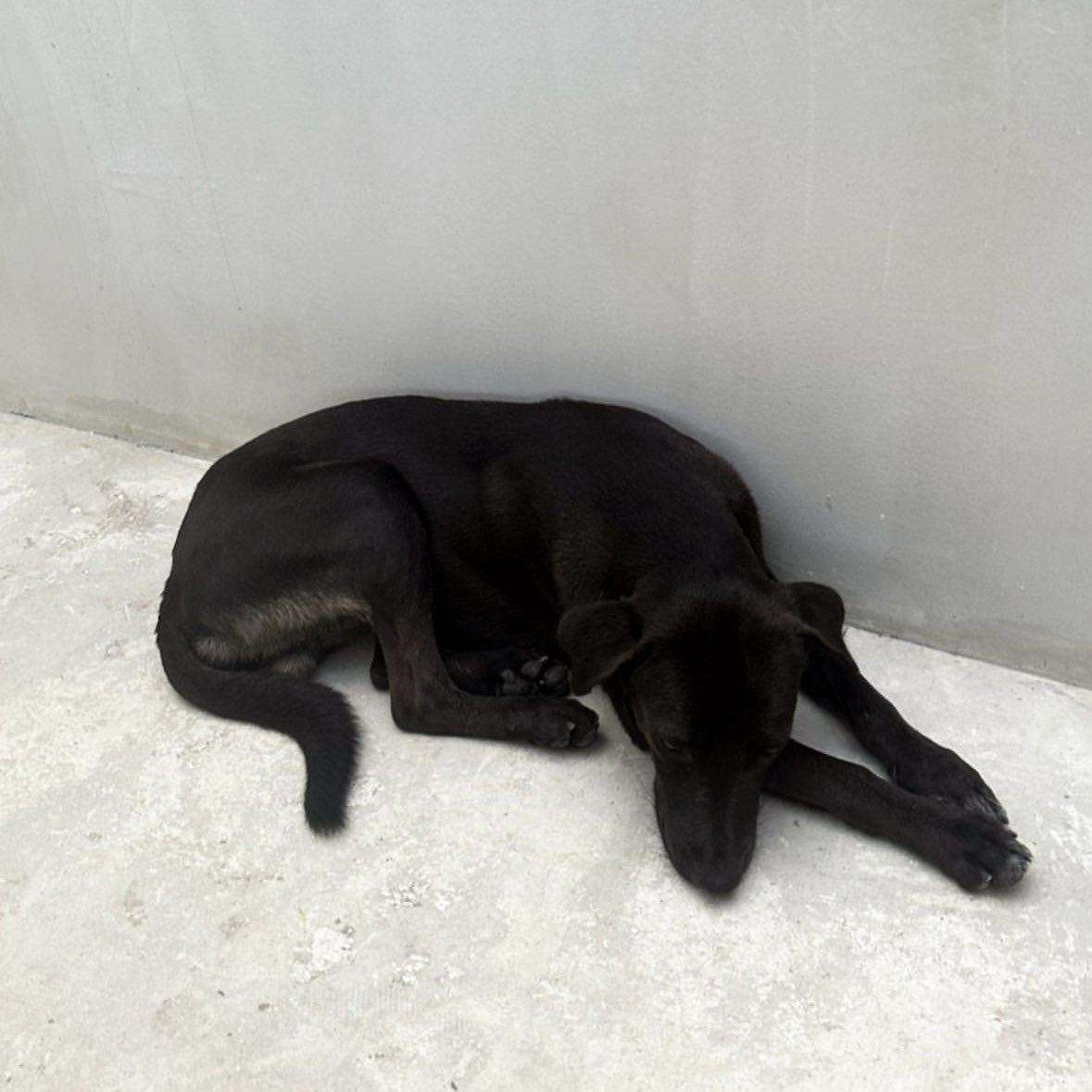 dog-in-seojin