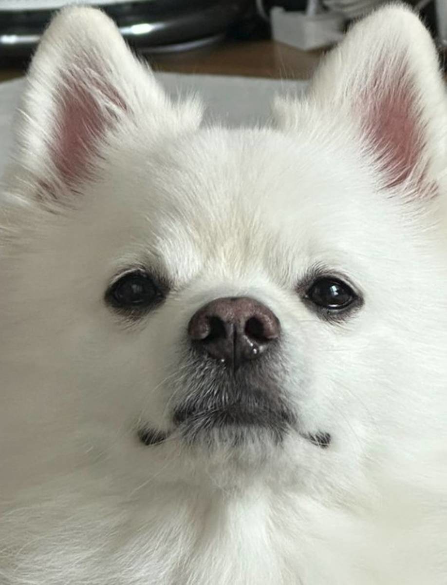 crush doyu dog