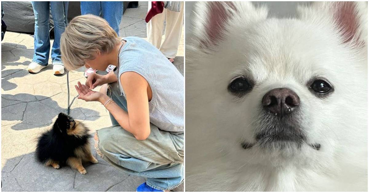 bts v yeontan crush doyu dog thumbnail