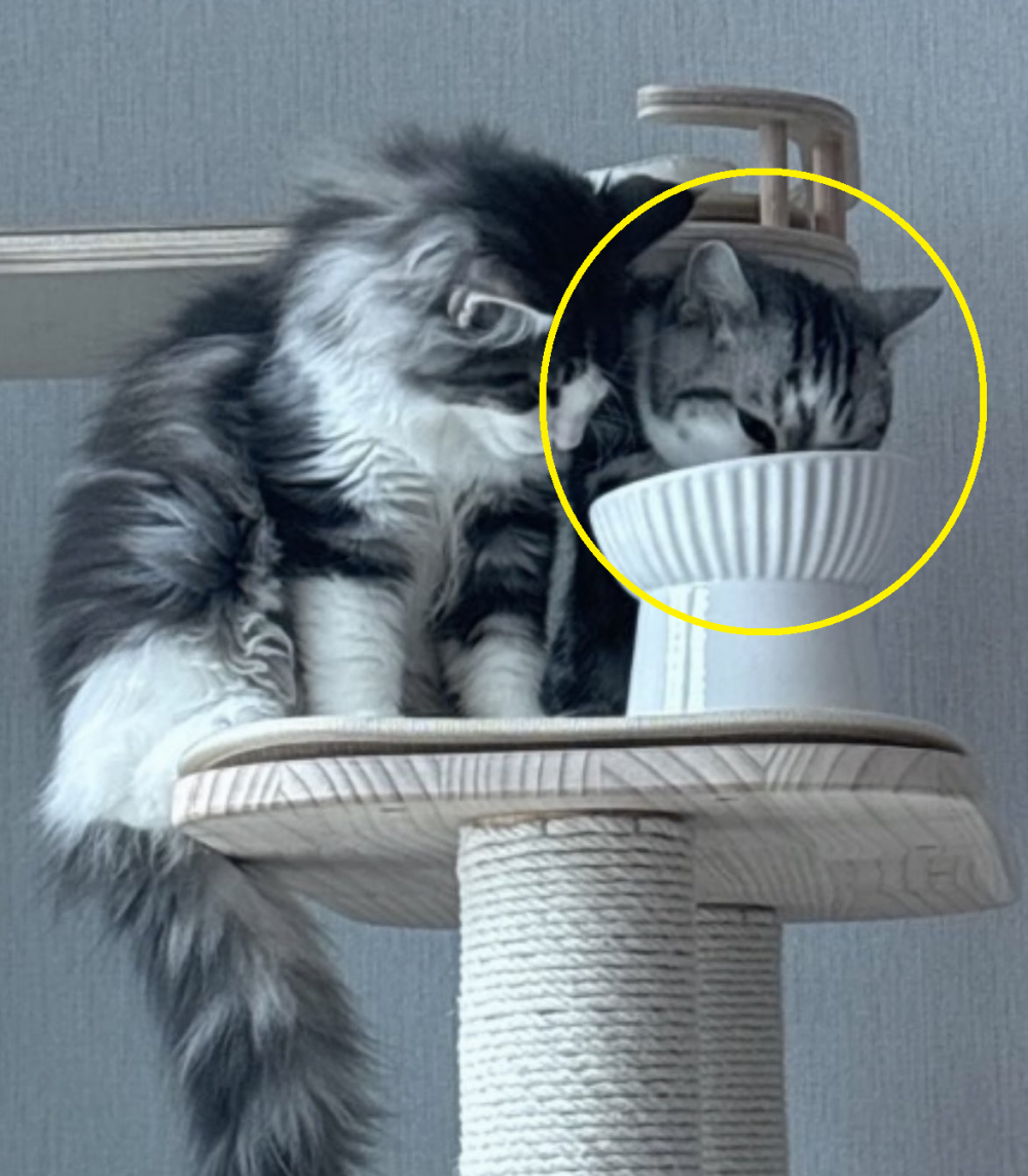 cat