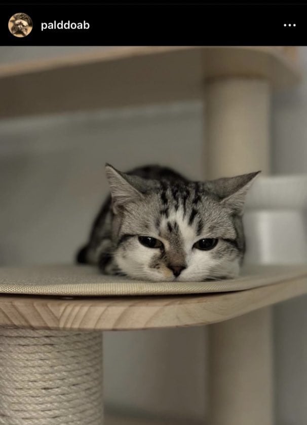 cat
