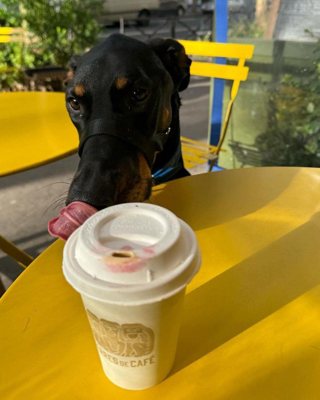 dog