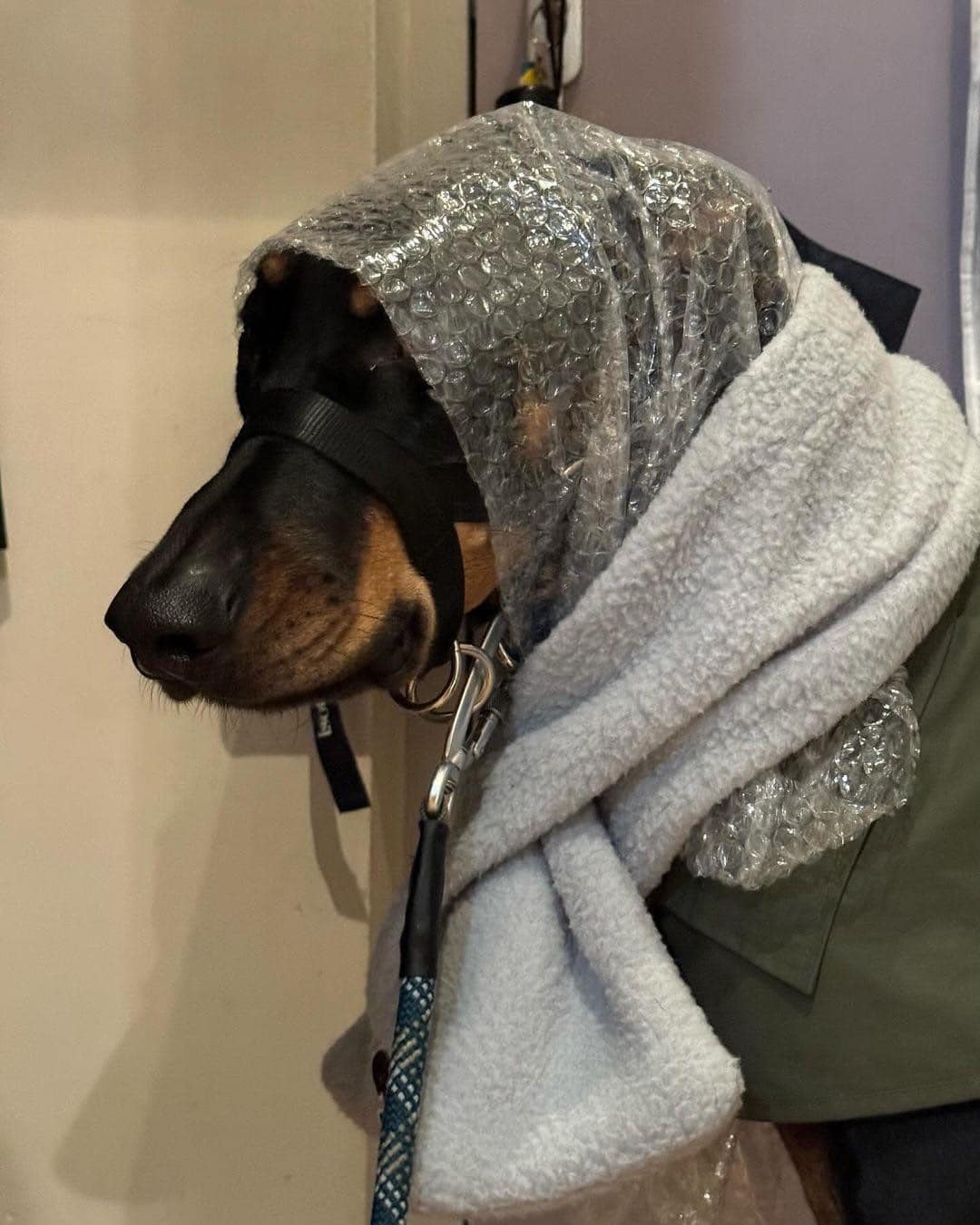 dog