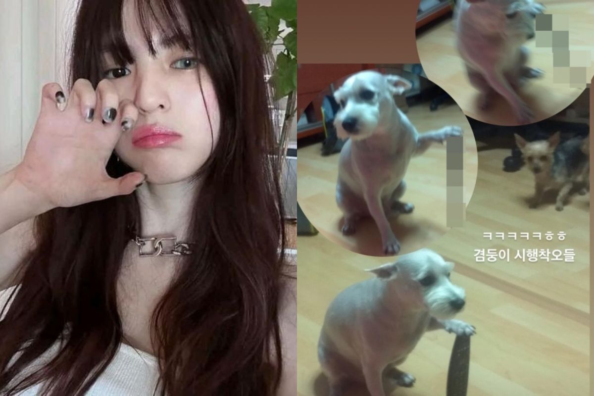 han so hee-dog meme thumbnail
