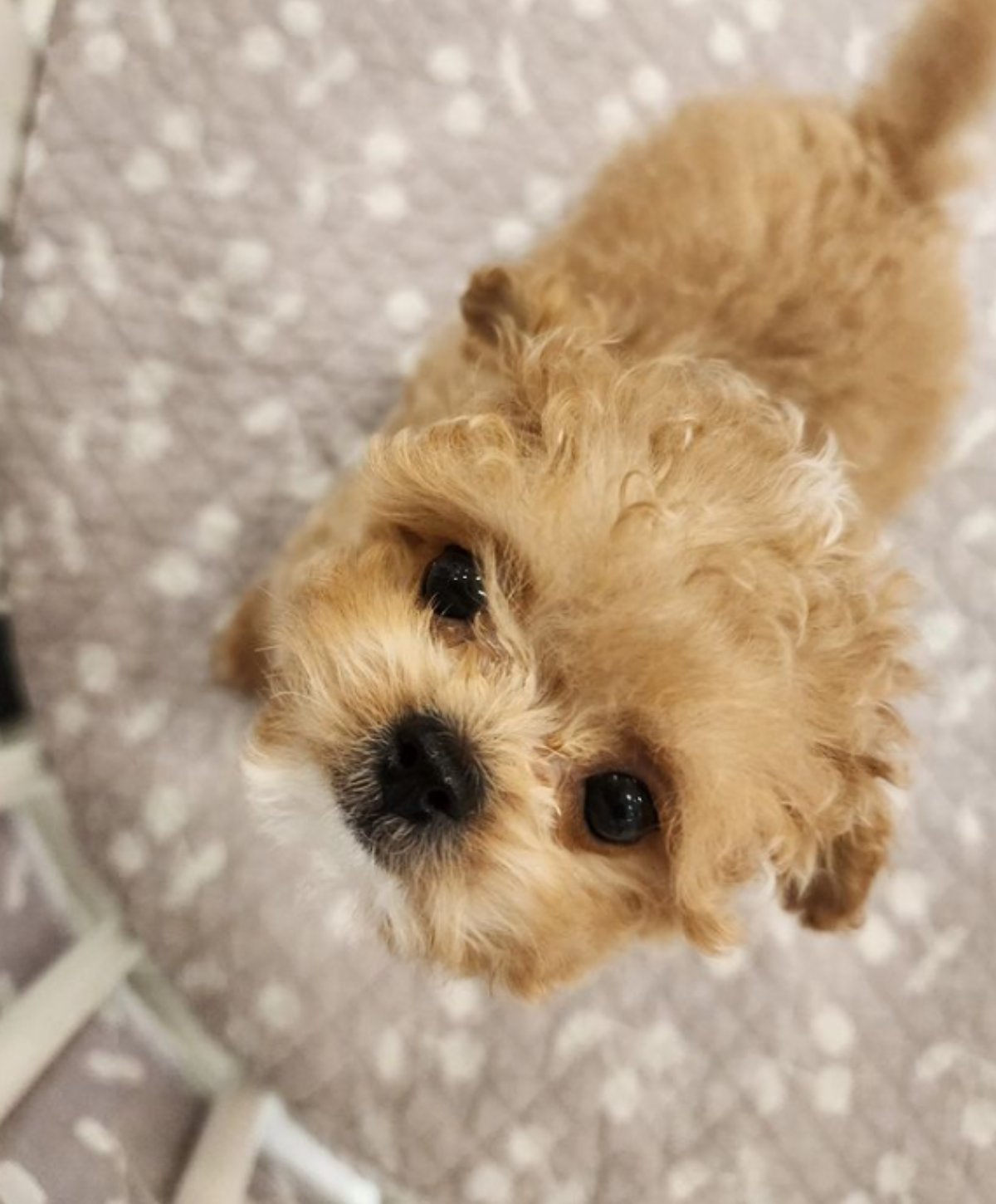 wheesung dog
