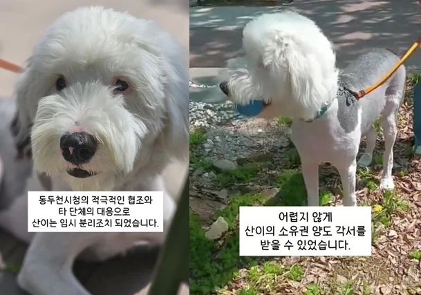 Dog Abused on Street Sparks Outrage; Owner Relinquishes Custody 2