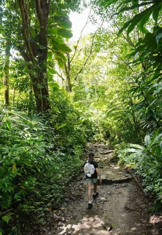 Sun Li family trekkingtropical' 'forest' 'pathway' 'person' 'lush.