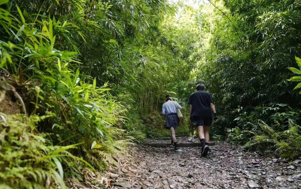 Sun Li family trekkingpeople' 'hiking' 'forest' 'path.