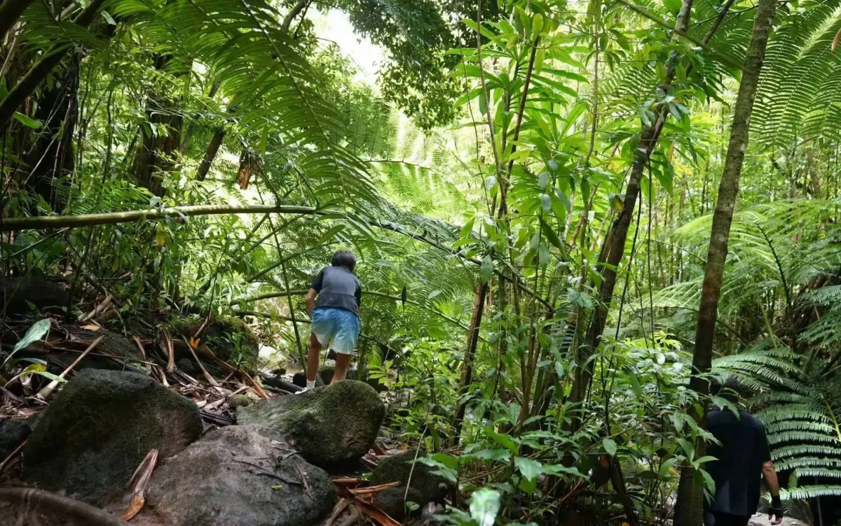Sun Li family trekkingjungle' 'vegetation' 'hiking' 'stones.