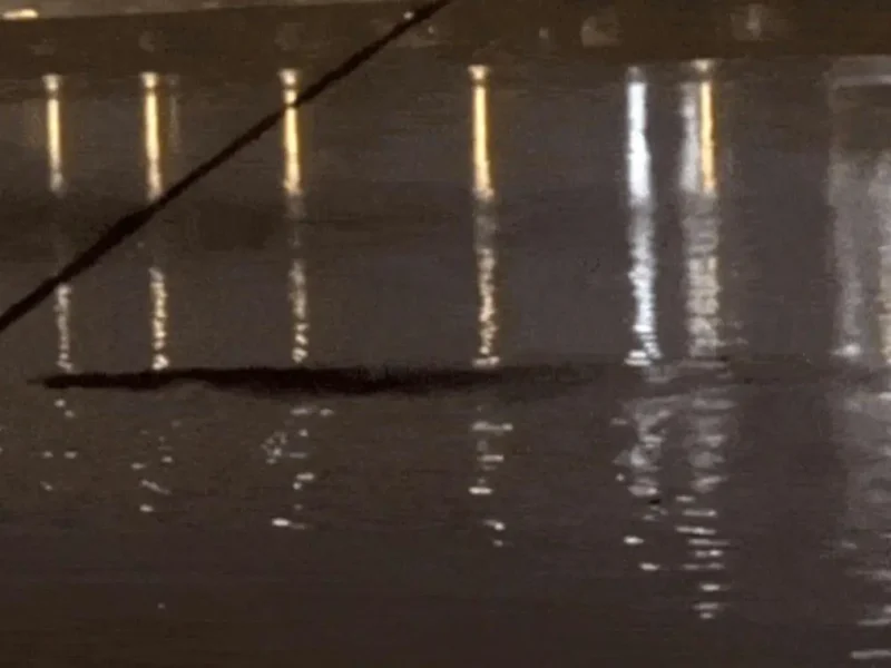 han river monster sighting