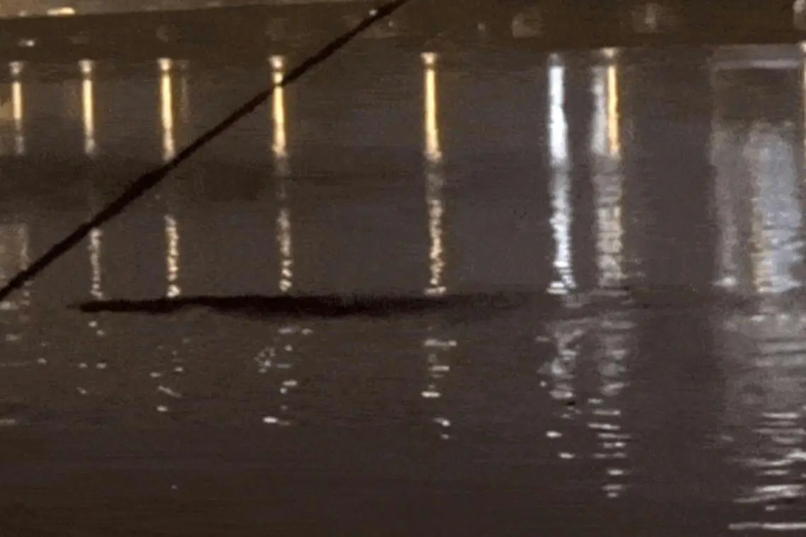 han river monster sighting