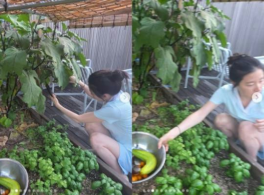 Lee Young-ae humble life with husbandpeople' 'gardening' 'eggplant' 'harvest' 'basil.