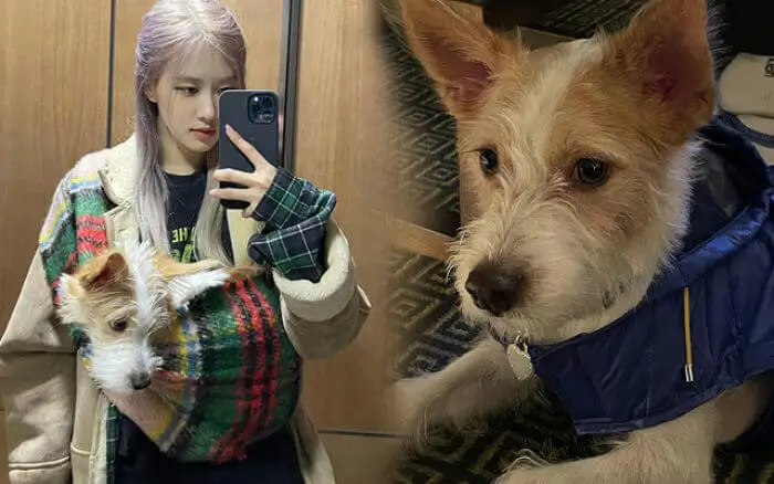 blackpink rose hank vogue backlash