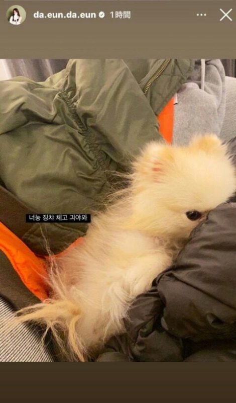 BTS Jimin Song Da Eun relationship evidencedog' 'cute' 'furry' 'coats.