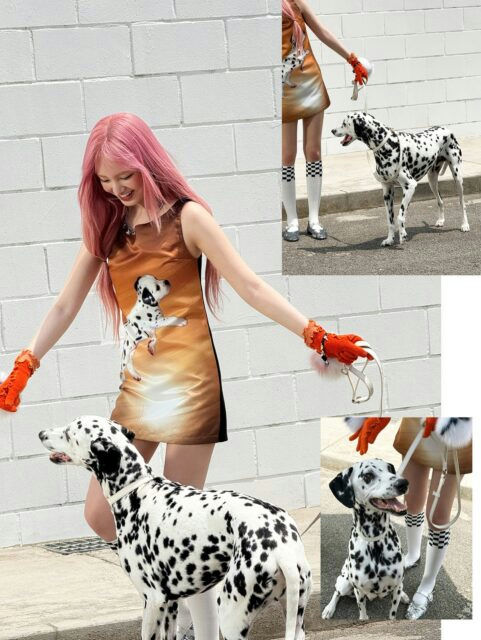 IVE Liz weight loss reactionwomen' '' 'almatian' 'dogs' 'fashion' 'pink' 'hair.