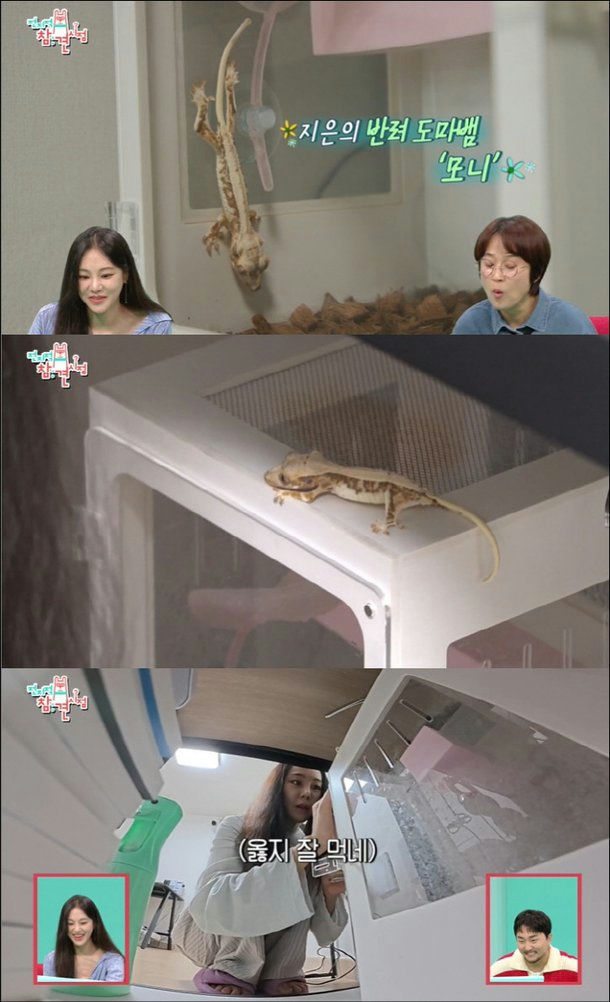 Han Ji Eun animal abuse allegationspeople' 'gecko' 'terrarium' 'television' 'pet.