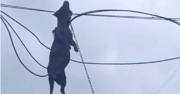 Typhoon Ragasa hunting dog tragedy