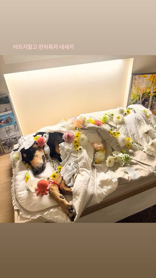 Bae Jung Nam dog Bell deathdog' 'sleeping' 'flowers' 'bed' 'toy.