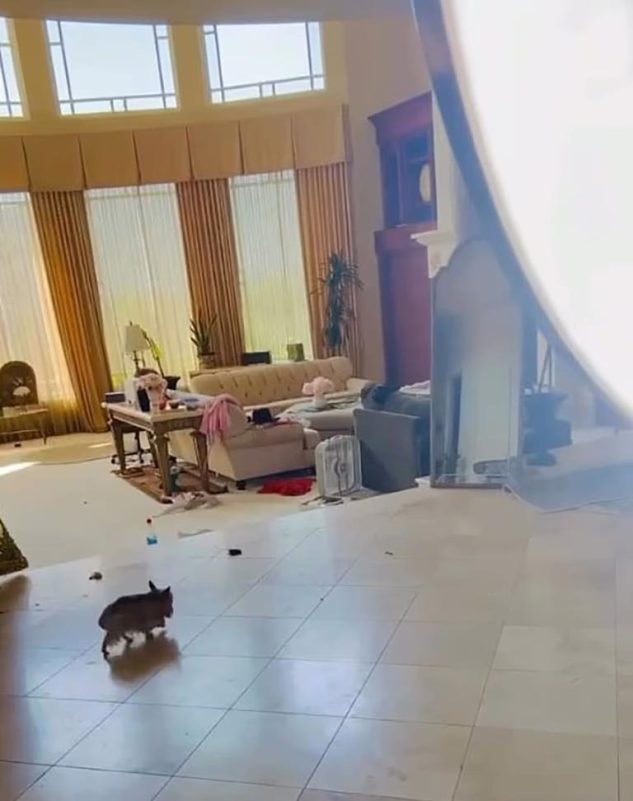 Britney Spears dance video mental healthone' 'cat' 'living' 'room' 'mess' 'daylight.