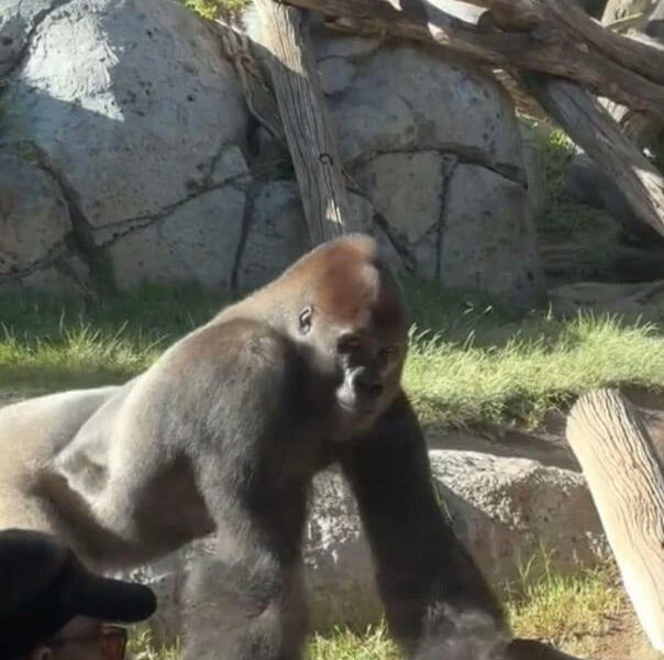 people-A-gorilla-A-zoo-A-rocks-B-logs-C