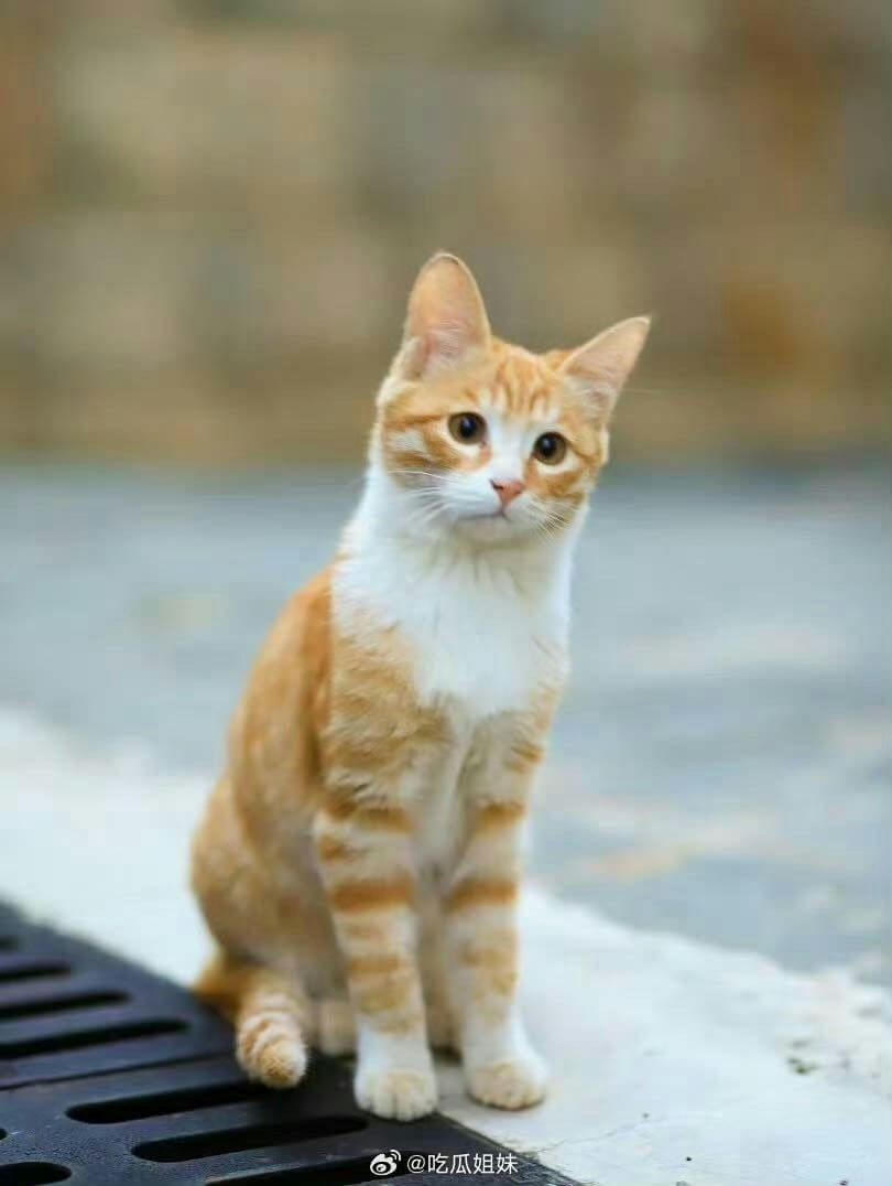 animal-A-cat-A-orange-and-white-A-sitting-A-outdoor