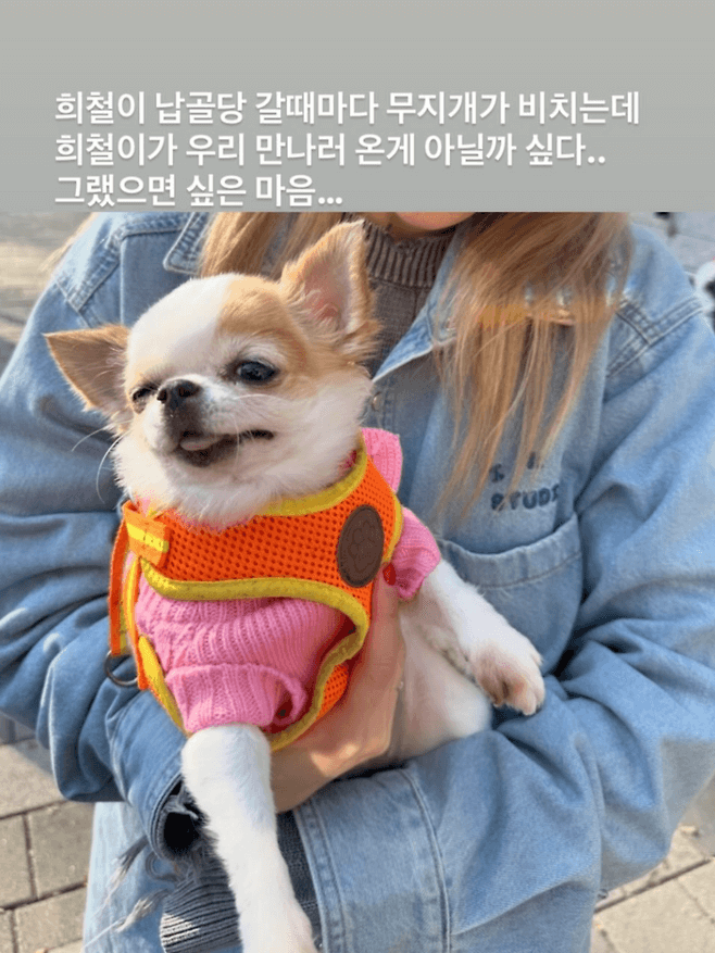 people-A-woman-A-holding-a-dog-B-Chihuahua-dog-C-wearing-pink-and-orange-vest