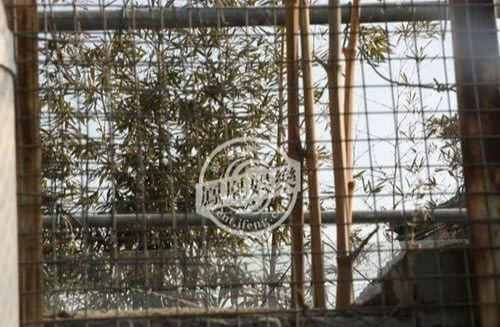 natural-A-wire-mesh-A-bamboo-A-outdoor