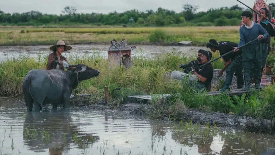 people-filming-A-water-buffalo-A-rice-paddy-A-on-set-B-farmer-B-sound-boom-B-outdoor-C-mud-C