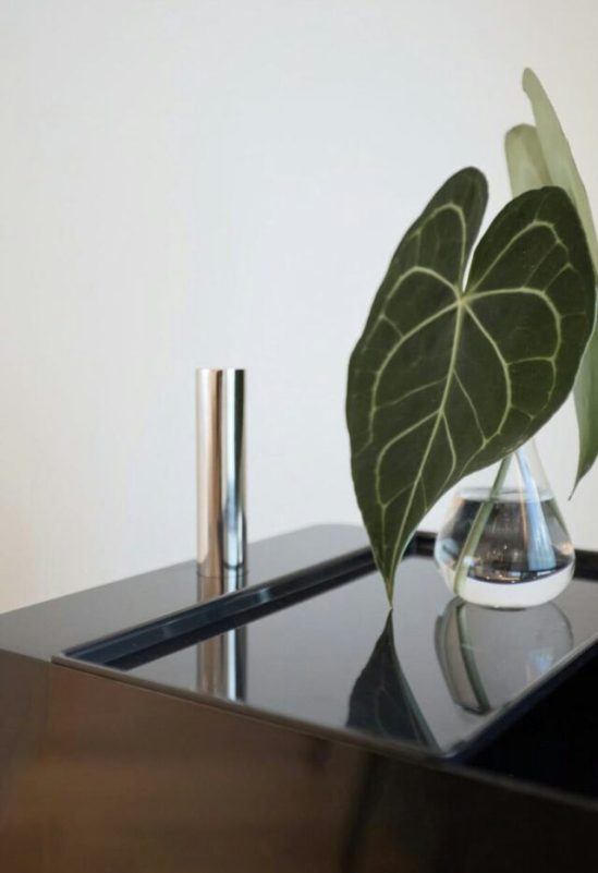 still life-A-dark foliage-A-Anthurium clarinervium-B-glass vase-C-reflective surface