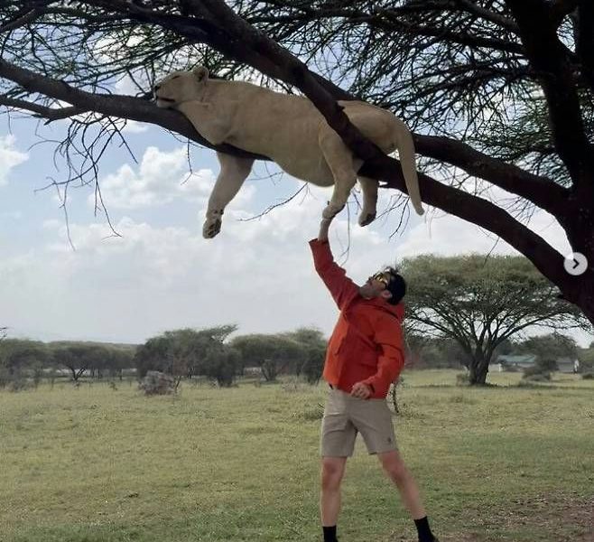 people-Man holding lion's paw-Lion sleeping in tree-Safari landscape-Orange jacket