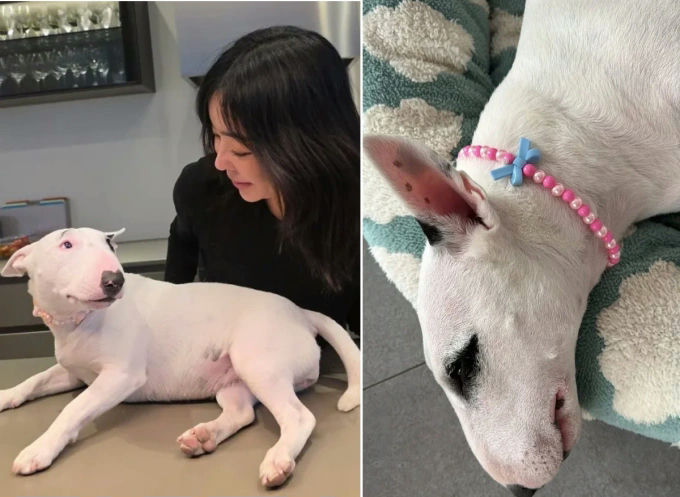 people-Fan Bingbing-dog-A-Bull Terrier-B-pink beaded collar-C-makeup/eyebrow pencil